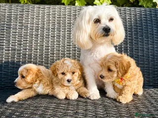 Maltipoo dogs 5 Absolutely Gorgeous Maltipoo Boys - Advert 6