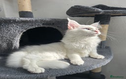 Maine Coon cats for sale: Pedigree TICA Reg Mine coon kittens  - Image 21