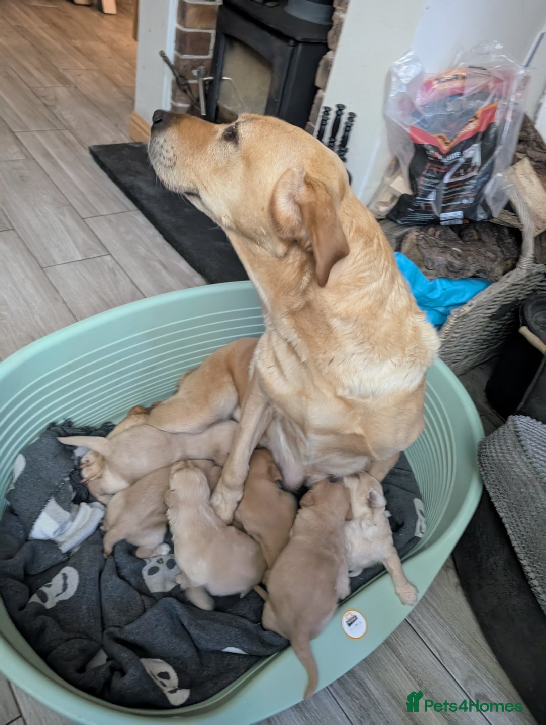 Labradoodle dogs for sale: F1 Labradoodle puppies  - Image 23