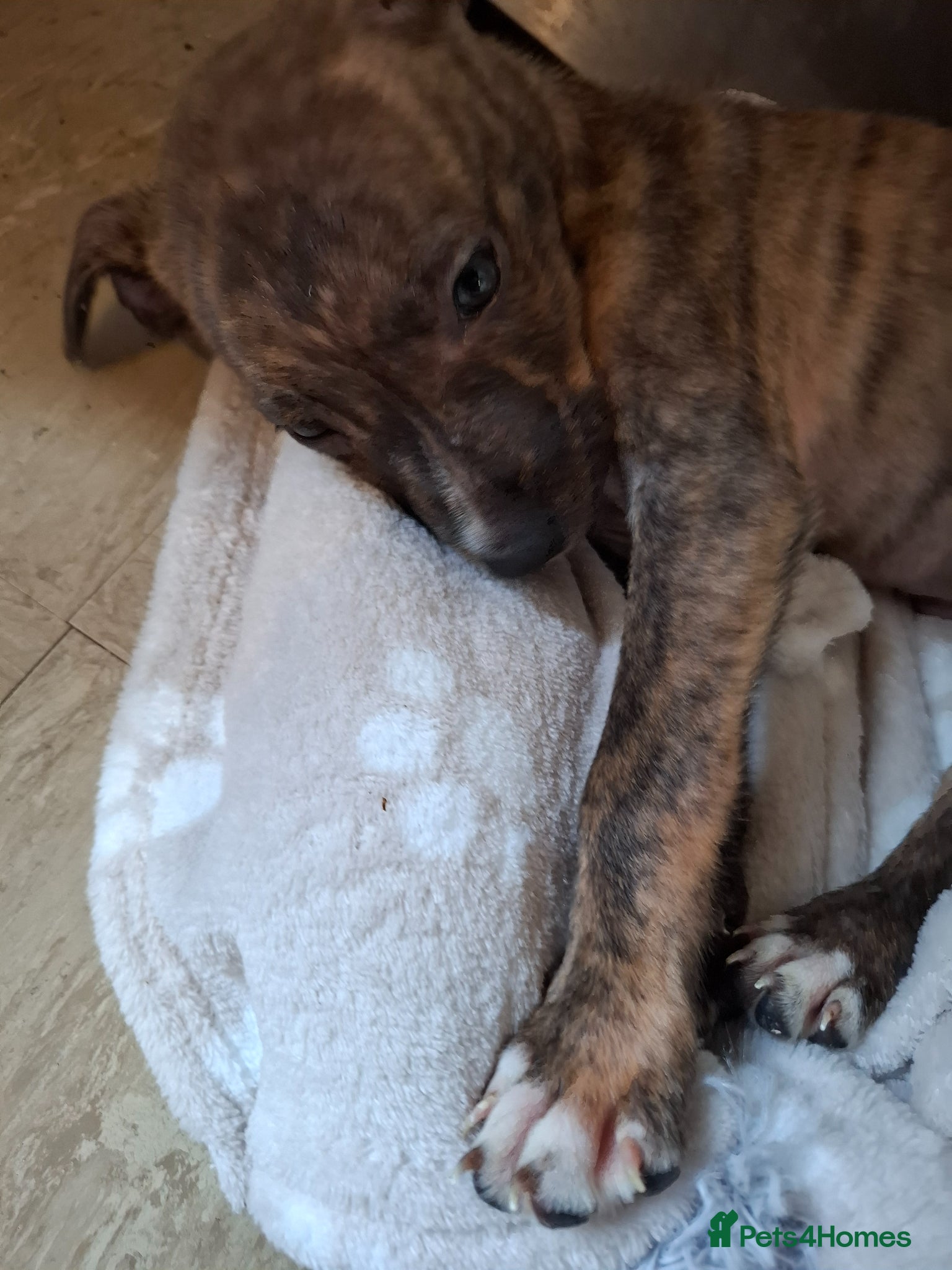 Borador dogs Pup collie cross lab - Advert 3
