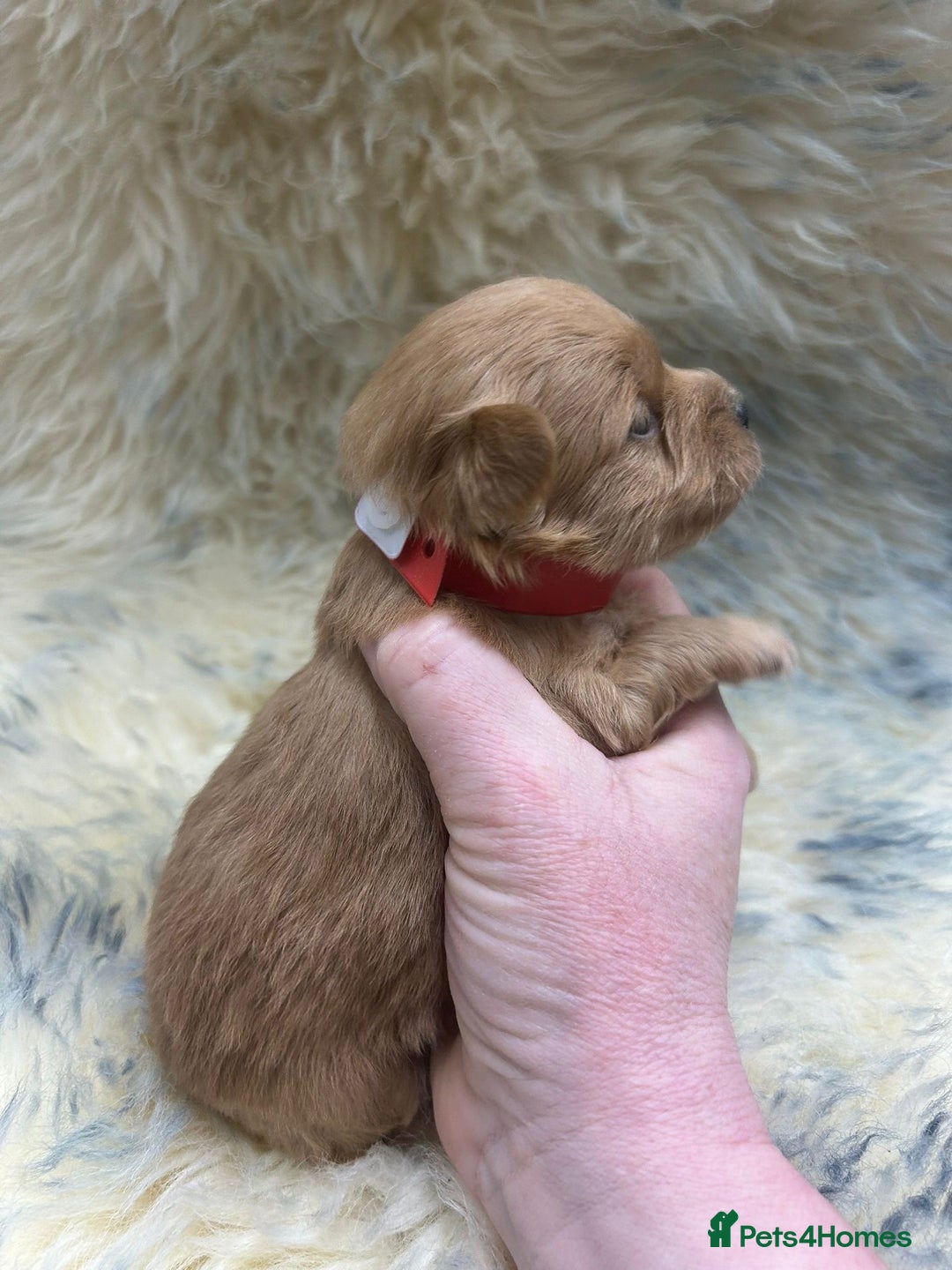 Maltipoo dogs for sale: Red Toy Maltipoos  - Advert 6