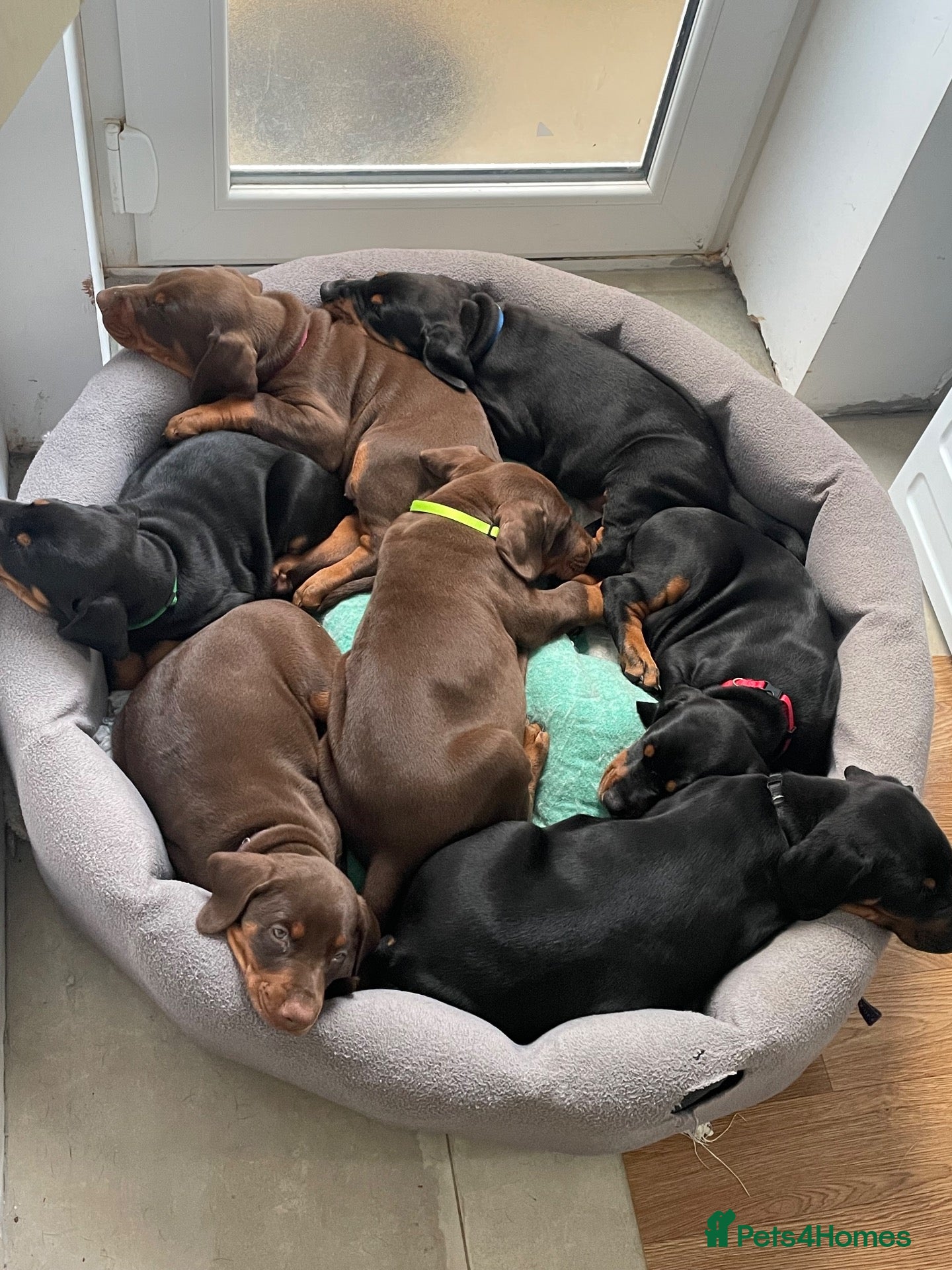 Dobermann dogs for sale: KC Reg Doberman - Health tested parents - Advert 2