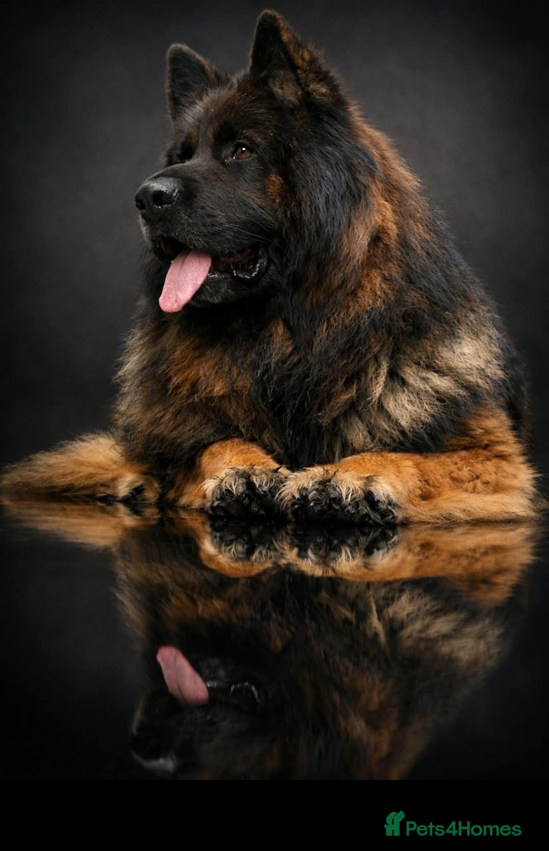 German Shepherd dogs German shepherd long hair strach back - Advert 1