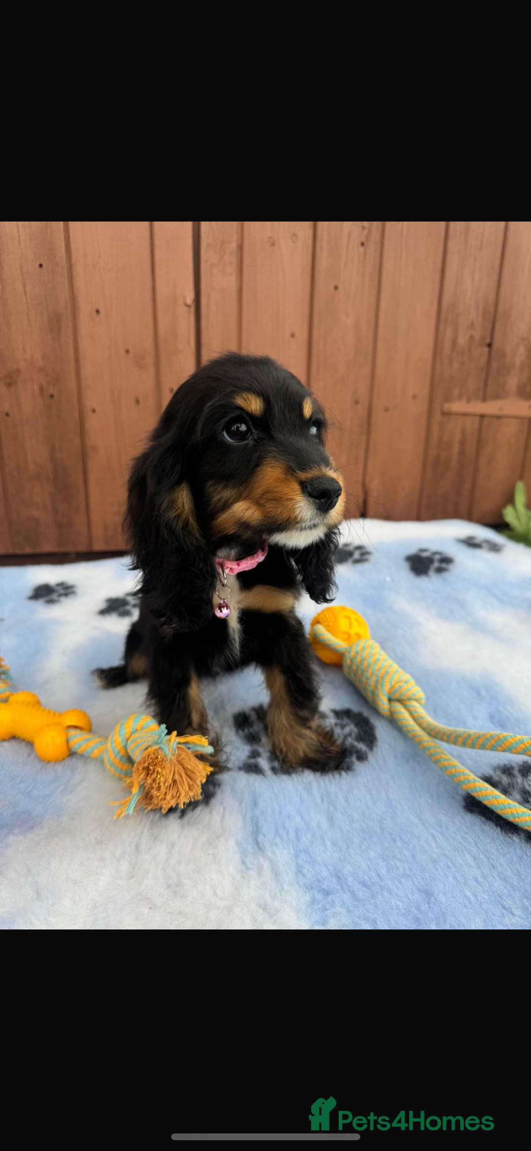 Cocker Spaniel dogs for sale: Show type cocker spaniel puppy’s  - Image 2