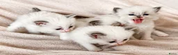 Ragdoll cats for sale: Pure ragdoll kittens  - Advert 5