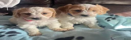 Cavachon dogs for sale: Cavachon puppies  - Advert 9
