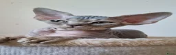 Devon Rex cats for sale: ❤️ Gorgeous Devon Rex Kittens ❤️ - Advert 9