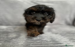 Cockapoo dogs for sale: Adorable Cockapoos looking for forever homes - Image 7