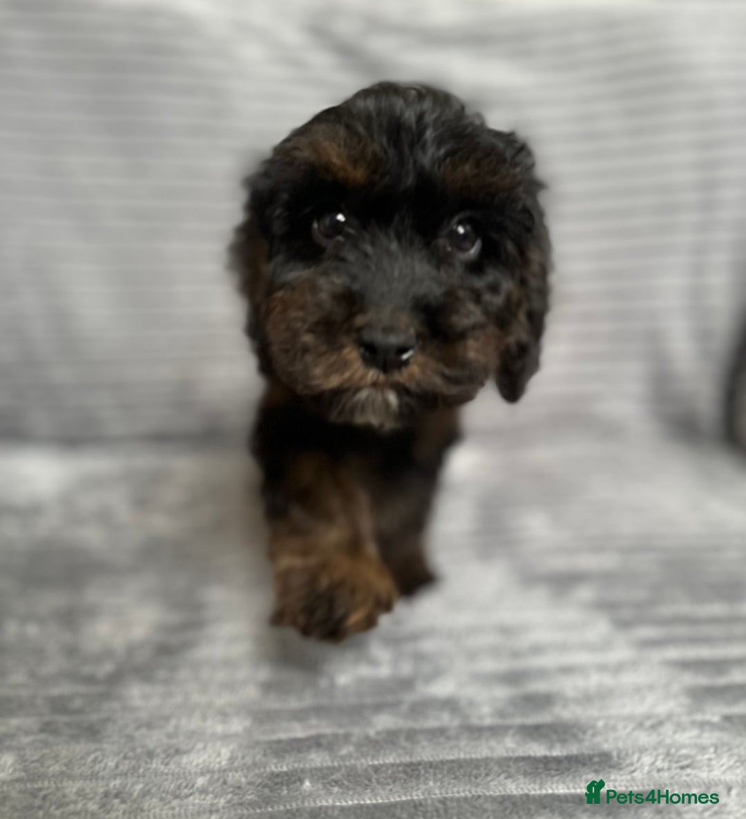 Cockapoo dogs for sale: Adorable Cockapoos looking for forever homes - Image 7