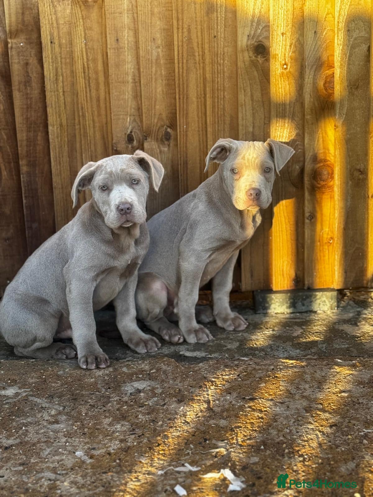 Mixed Breed dogs Cane corso pups FULLY VACCINATED  - Advert 2