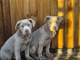 Mixed Breed dogs Cane corso pups FULLY VACCINATED - Advert 3