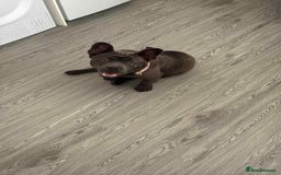 Mixed Breed dogs for sale: 1 year old female  - Image 3