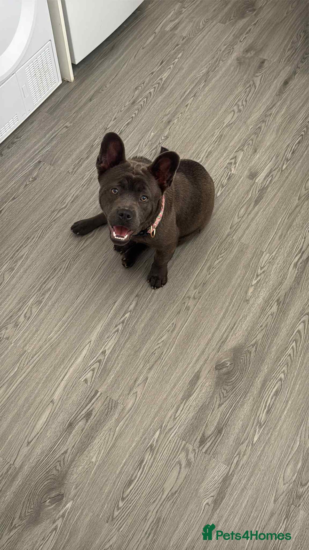 Mixed Breed dogs for sale: 1 year old female  - Image 3
