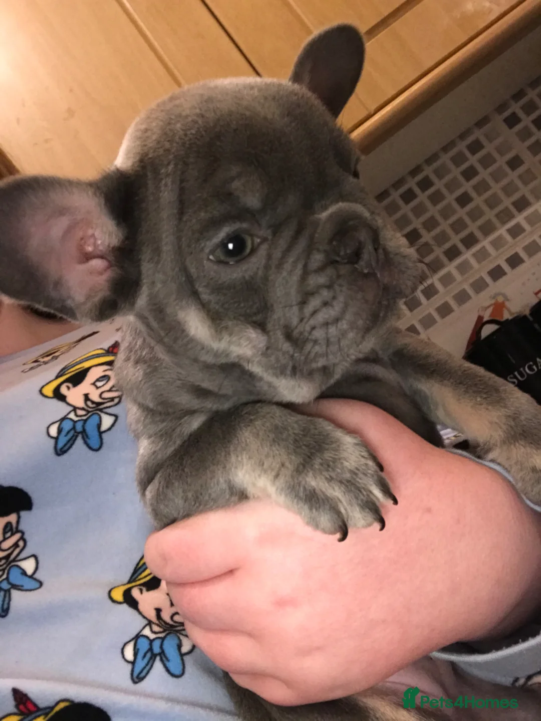 French Bulldog dogs for sale: Two lovely little boys left - Advert 9