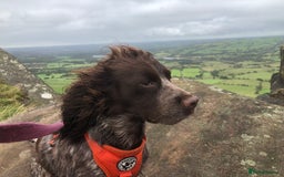 Cocker Spaniel dogs for sale: Gorgeous Working Cocker Spaniel puppies - Image 20