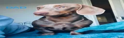 Dachshund dogs for sale: KC miniature smooth haired DNA tested dachshunds  - Advert 22