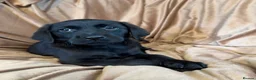 Goldador dogs for sale: Stunning black goldador puppies - Advert 6
