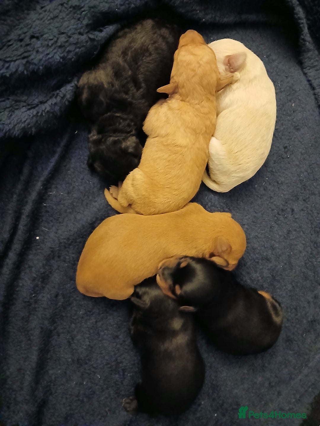 Schnoodle dogs for sale: Schnoodle puppies  - Advert 7