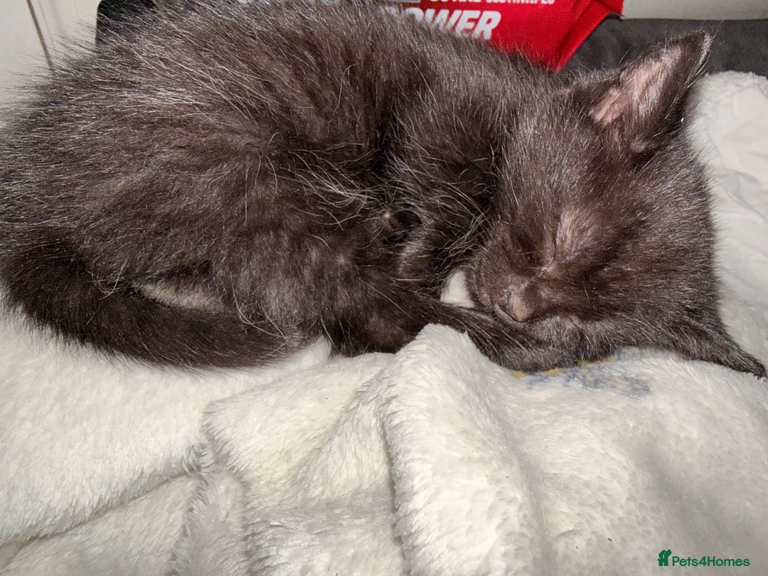 Mixed Breed cats for sale: 4 domestic breed black kittens - Advert 2