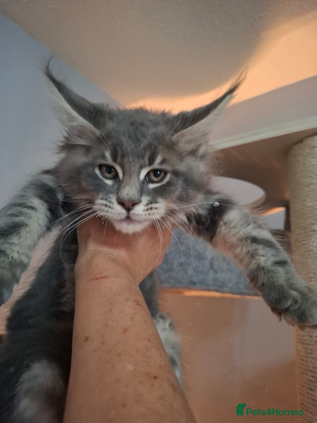 Maine Coon cats for sale: Xxl  full  mainecoon  kittens  in Crawley - Image 6
