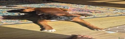 Boxer dogs for stud: Boxer for stud - Advert 6