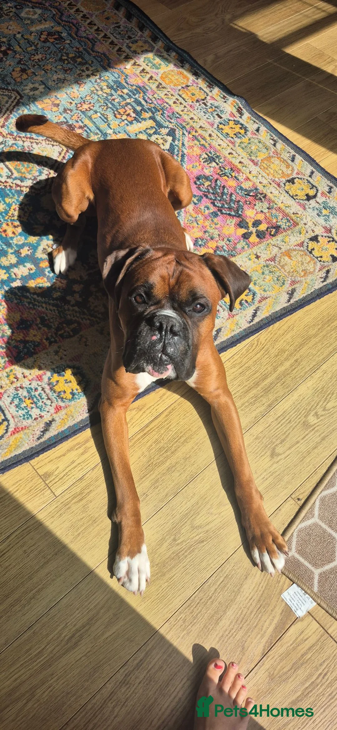 Boxer dogs for stud: Boxer for stud in Neath - Advert 7