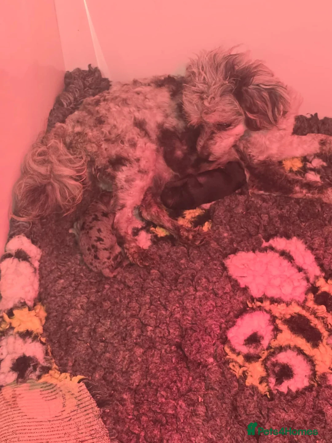 Maltipoo dogs for sale: Stunning✨rare Maltipoos  - Advert 2