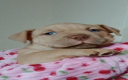 American Bully dogs for sale: American pocket bully  - Image 1