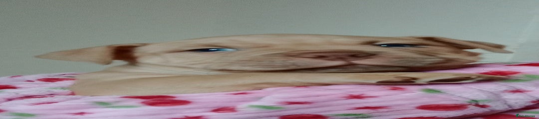 American Bully Puppy 1