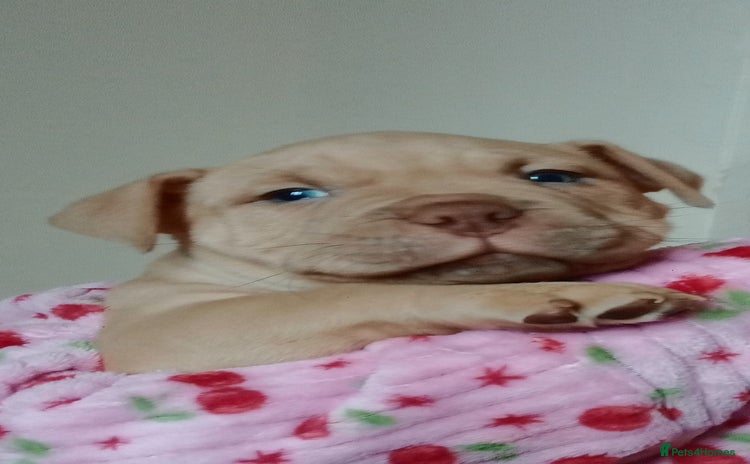 American Bully dogs - Advert 1