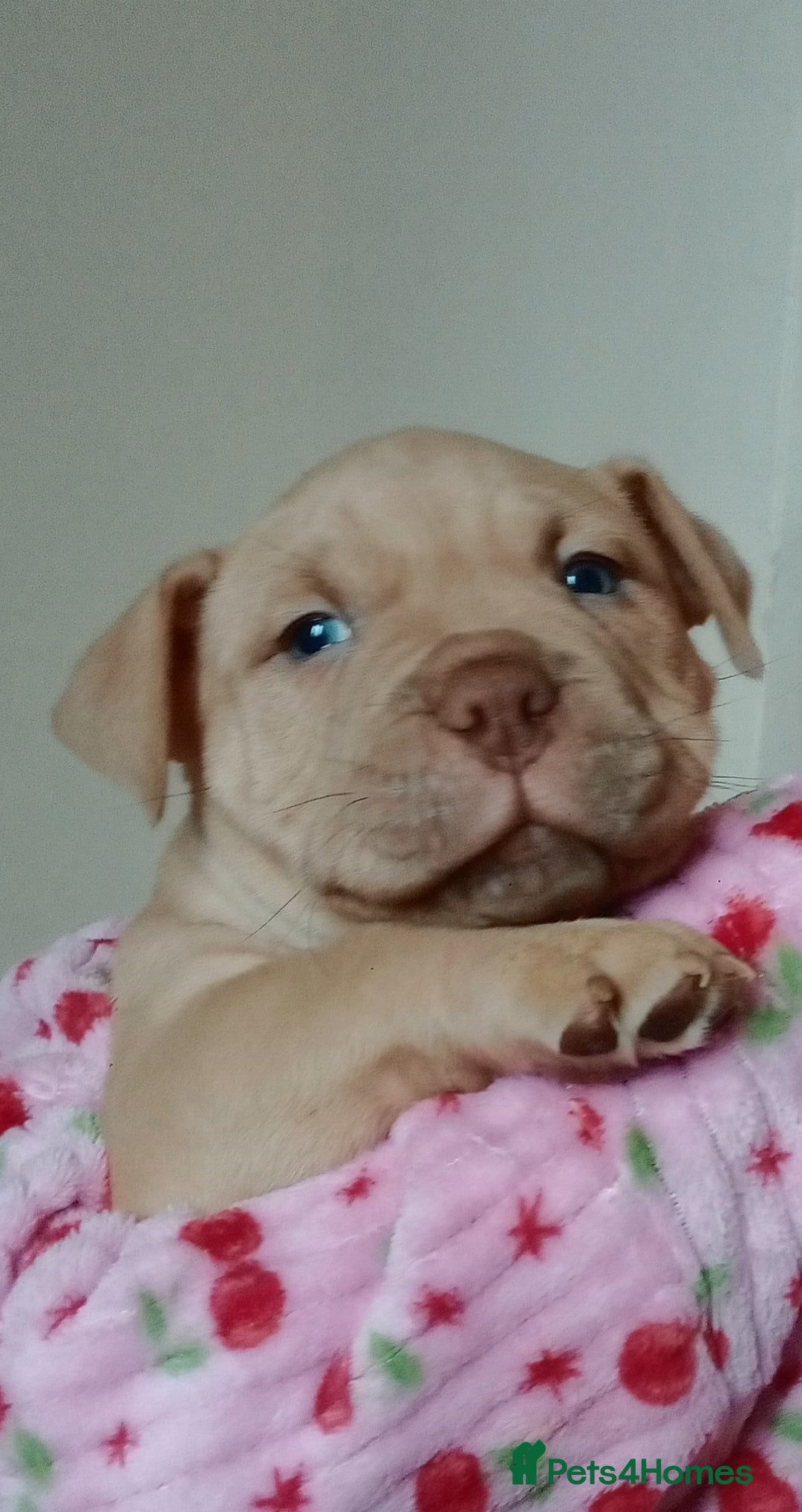 American Bully dogs for sale: American pocket bully  - Image 1