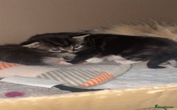 Mixed Breed cats for sale: Mixed breed with Maine Coone kitten  - Image 6