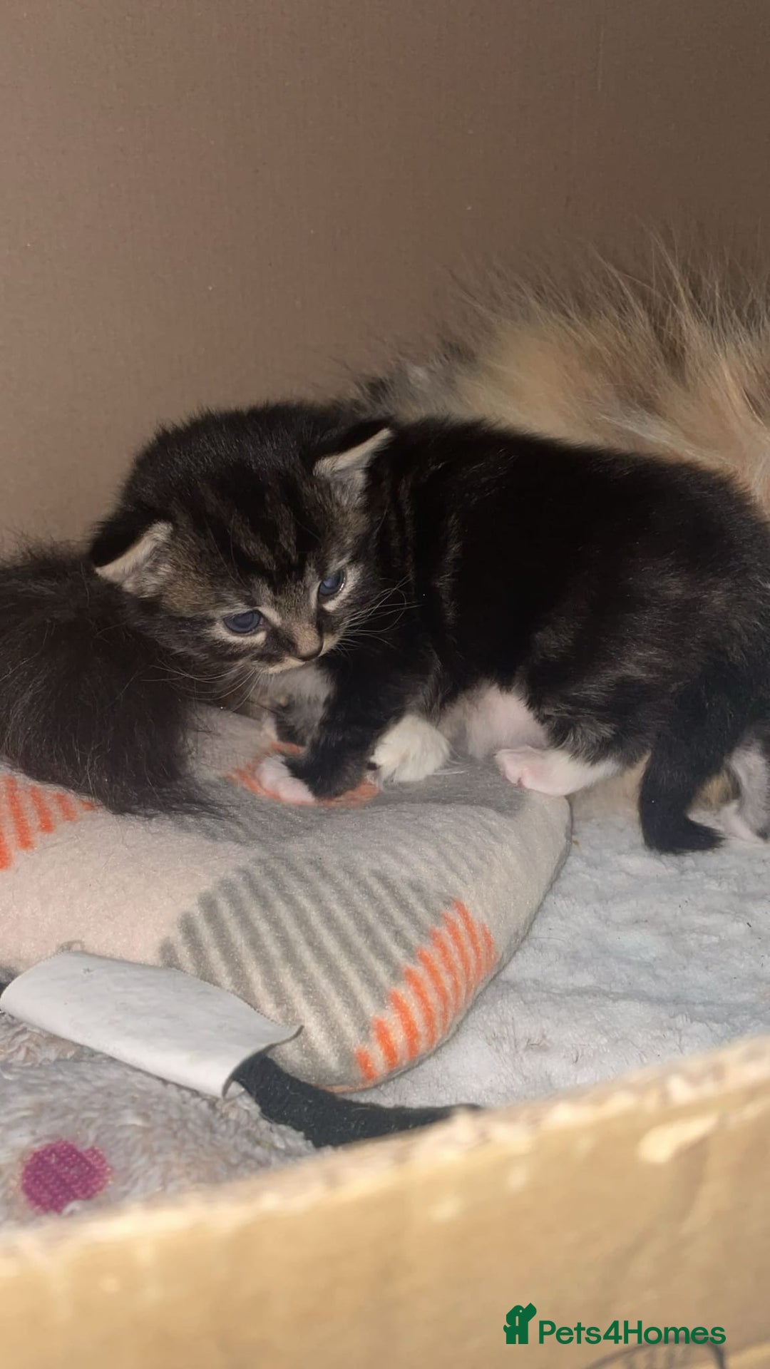 Mixed Breed cats for sale: Mixed breed with Maine Coone kitten  - Image 6
