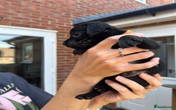 Patterdale Terrier dogs for sale: Patterdale puppies  - Image 11
