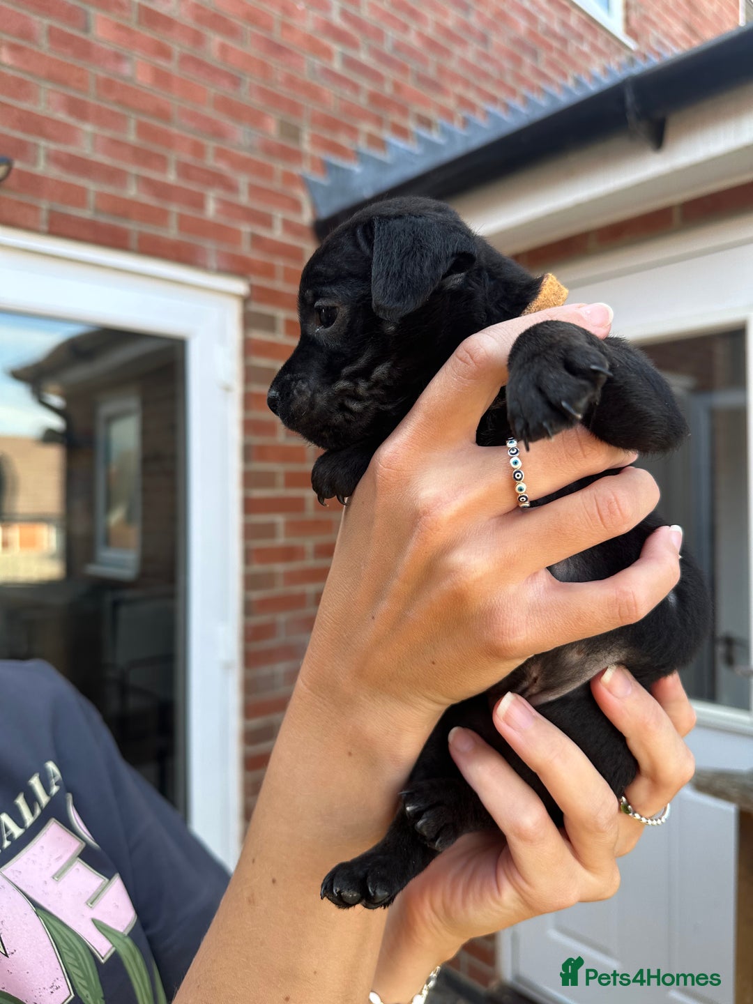 Patterdale Terrier dogs for sale: Patterdale puppies  - Image 11