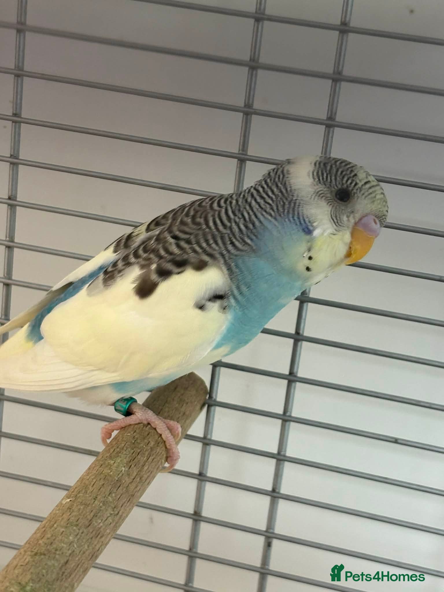 Budgerigars birds colour budgerigar babies - Advert 4