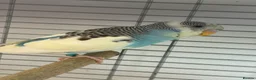 Budgerigars birds for sale: colour budgerigar babies - Advert 1