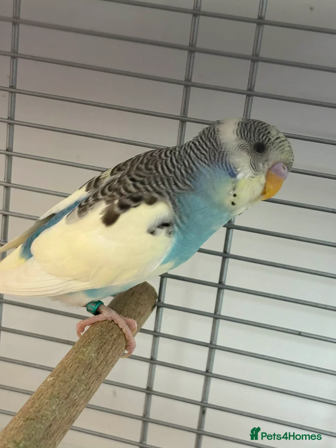 Budgerigars birds for sale: colour budgerigar babies - Advert 1