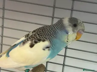 Budgerigars birds colour budgerigar babies - Advert 4