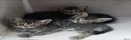 Mixed Breed cats for sale: Beautiful silver tabby kittens - Advert 7