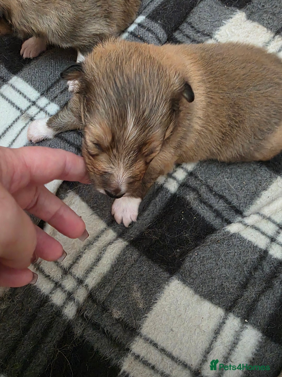 Shetland Sheepdog dogs for sale: Shetland Sheepdog Puppies - Image 4