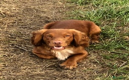 Cocker Spaniel dogs for stud: Health tested working cocker spaniel  in Devizes - Image 1