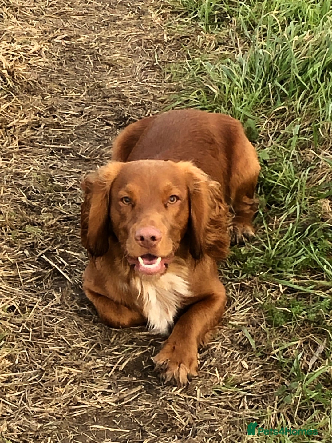 Cocker Spaniel dogs for stud: Health tested working cocker spaniel  in Devizes - Image 1