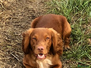 Cocker Spaniel dogs Health tested working cocker spaniel in Devizes - Advert 7