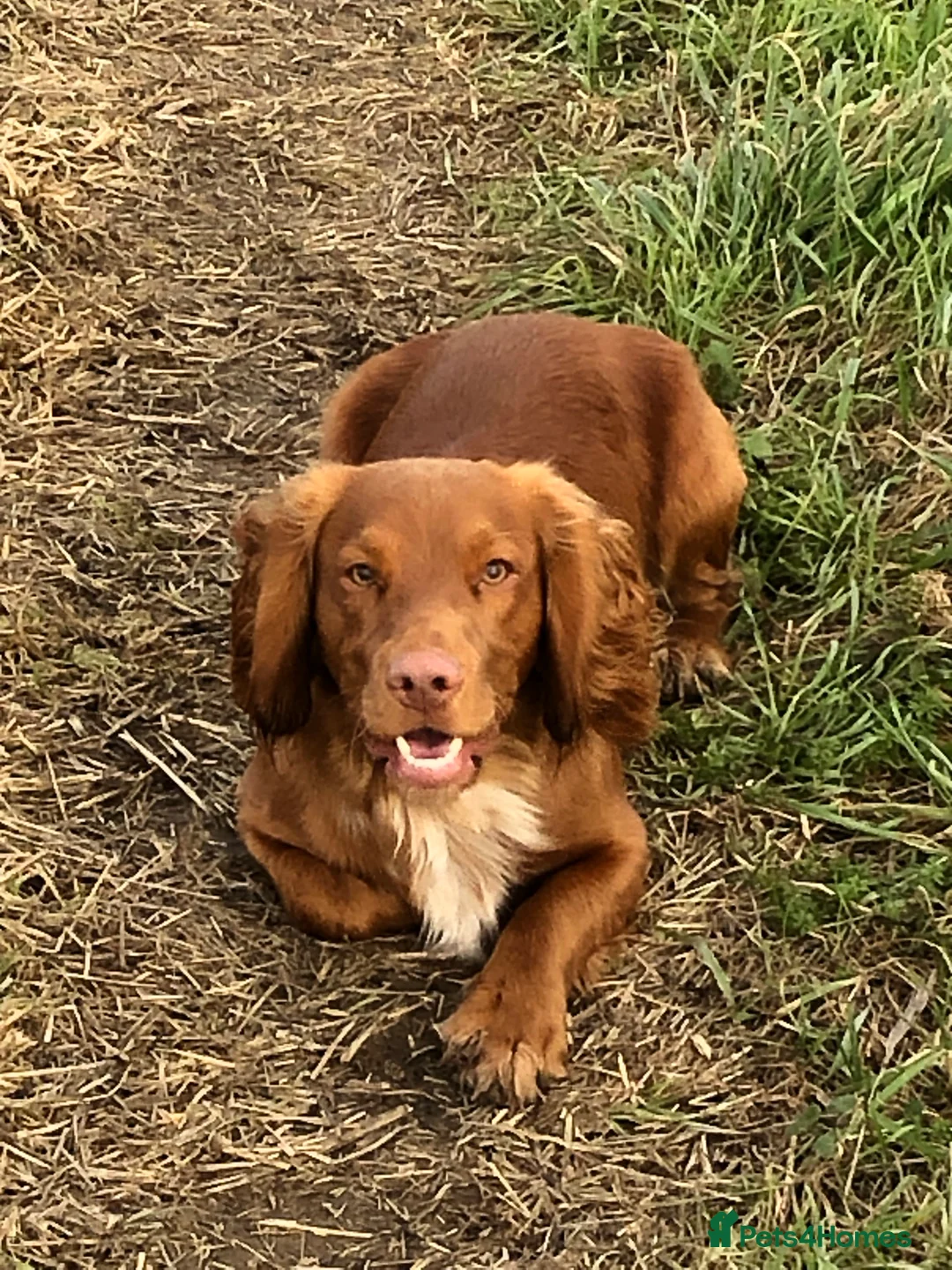Cocker Spaniel dogs for stud: Health tested working cocker spaniel  in Devizes - Advert 1