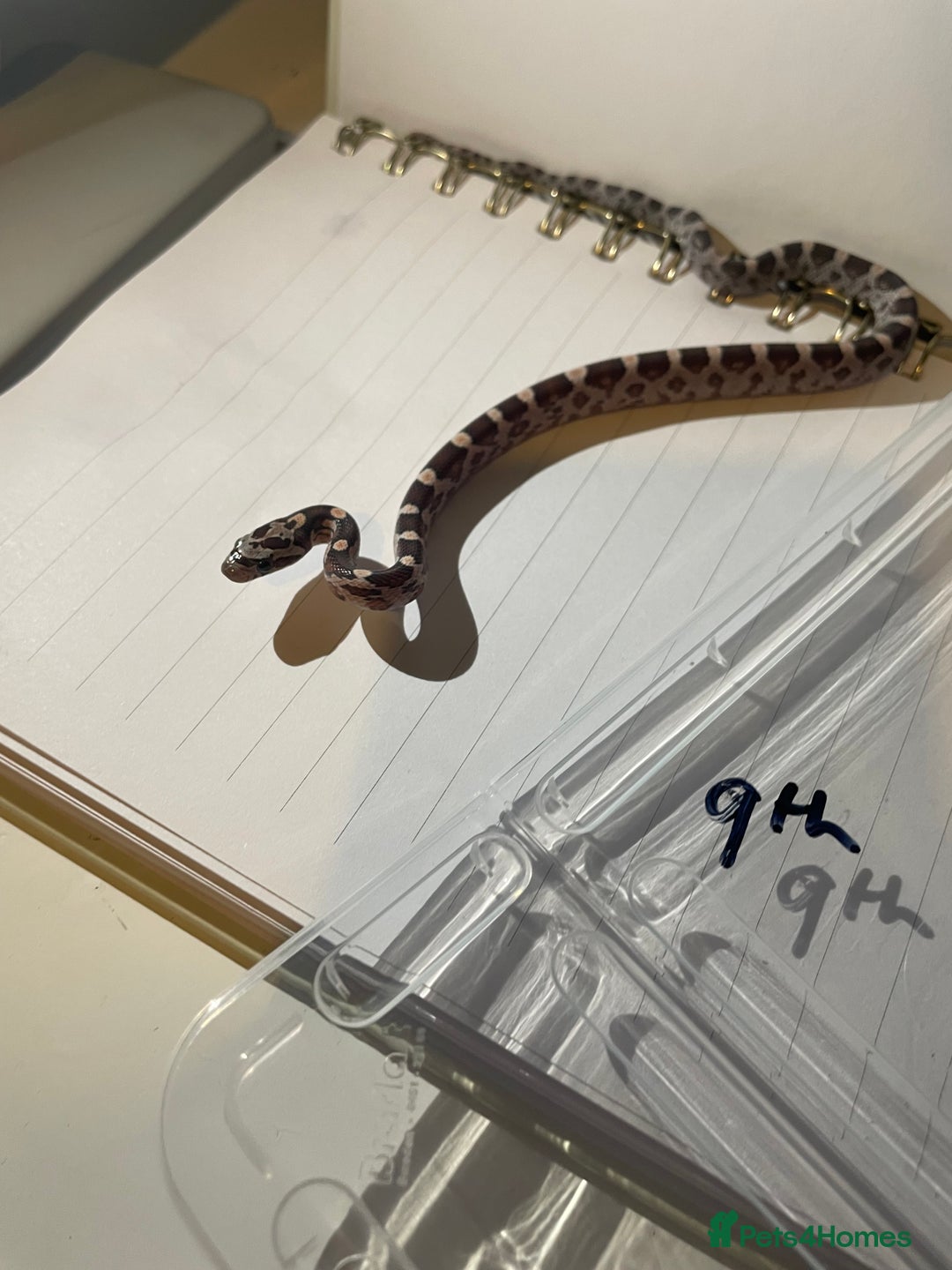 Corn Snake reptiles for sale: various baby corns avaliable  - Image 6