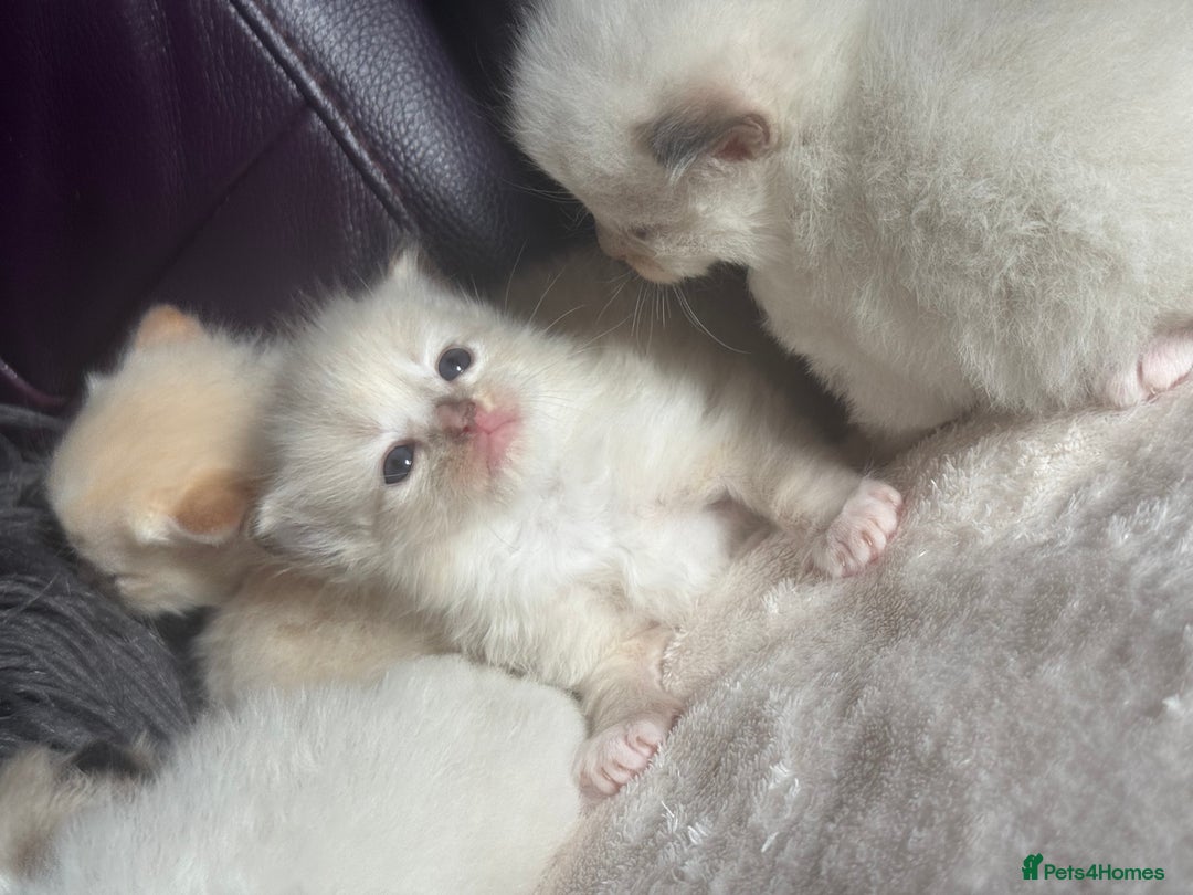Ragdoll cats for sale: Tortie flame mink sepia tica  - Image 13