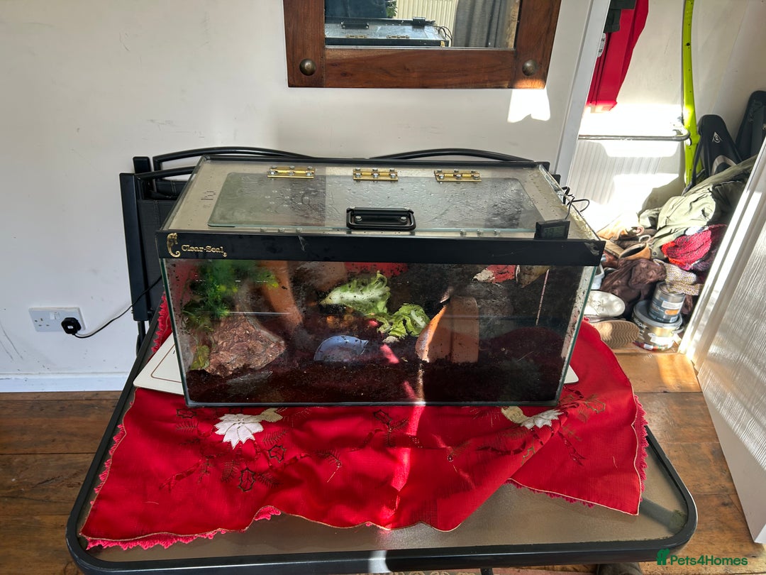 Mixed Breed reptiles for sale: African Land Snails  - Advert 1