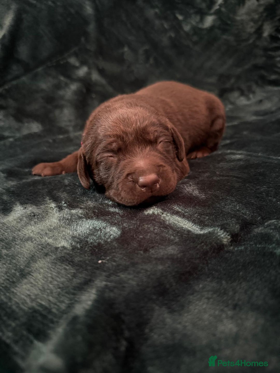Labrador Retriever dogs for sale: Beautiful Chocolate Labrador Puppies  - Advert 8