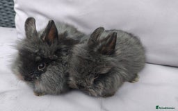 Lionhead rabbits for sale: Double maned lion head babies ready to leave now - Image 5